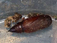 Scioglyptis lyciaria