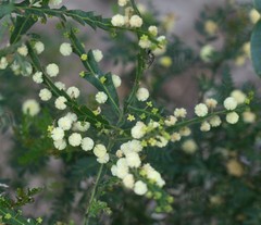 Acacia alata