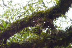 Tillandsia tenuifolia