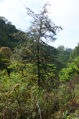 Podocarpus parlatorei