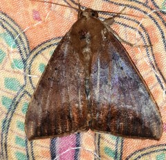 Achaea eusciasta