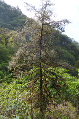 Podocarpus parlatorei