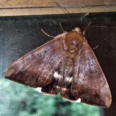Achaea eusciasta