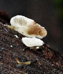 Campanella junghuhnii