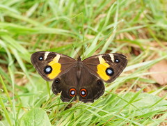 Tisiphone abeona albifascia