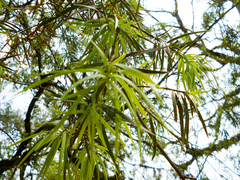 Podocarpus parlatorei