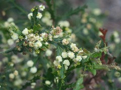 Acacia alata