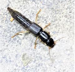 Pinophilus latipes