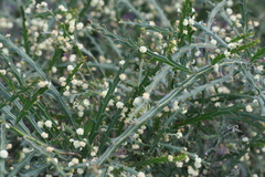 Acacia alata