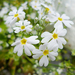 Primula malacoides - Photo (c) Michelle Delaloye, μερικά δικαιώματα διατηρούνται (CC BY-NC), uploaded by Michelle Delaloye