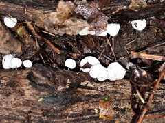 Campanella junghuhnii