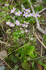 Primula malacoides