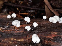 Campanella junghuhnii