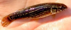 Umbra pygmaea