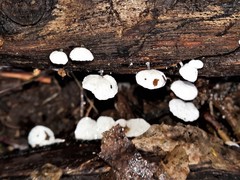 Campanella junghuhnii