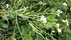 Raphanus sativus raphanistroides