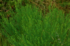 Crotalaria eremicola
