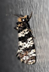 Ardiosteres moretonella