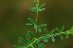 Crotalaria eremicola