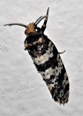 Ardiosteres moretonella