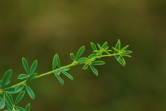 Crotalaria eremicola