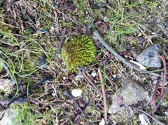 Vinealobryum vineale