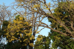 Pterocarpus erinaceus