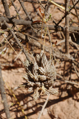 Tillandsia pedicellata