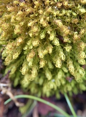 Vinealobryum vineale