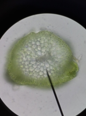 Vinealobryum vineale