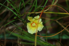 Xenostegia tridentata