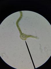 Vinealobryum vineale