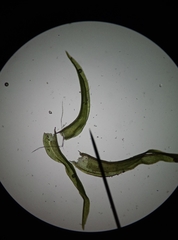 Vinealobryum vineale