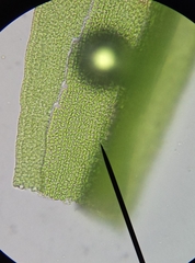 Vinealobryum vineale