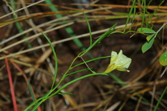 Xenostegia tridentata