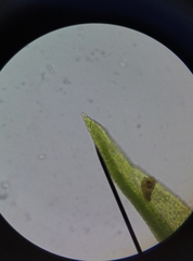 Vinealobryum vineale