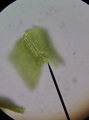 Vinealobryum vineale