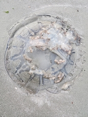 Rhopilema verrilli