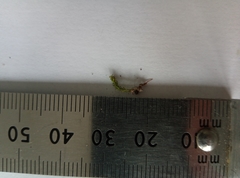 Vinealobryum vineale