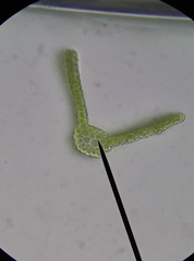 Vinealobryum vineale