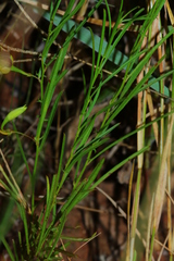 Xenostegia tridentata