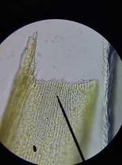 Vinealobryum vineale