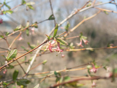 Lonicera gracilipes