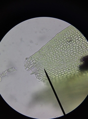 Vinealobryum vineale