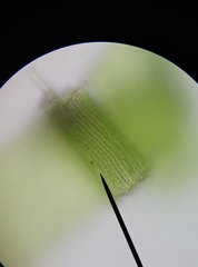 Vinealobryum vineale