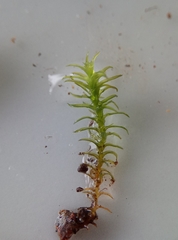 Vinealobryum vineale