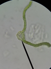 Vinealobryum vineale