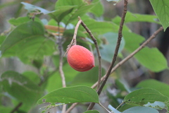 Sterculia guttata
