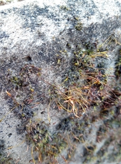 Grimmia pulvinata