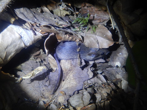 Caucasus Field Mouse